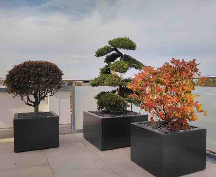 Japanische Ecke - Juniperus Bonsai, Enkianthus und Rhodo kofume verstehen sich gut