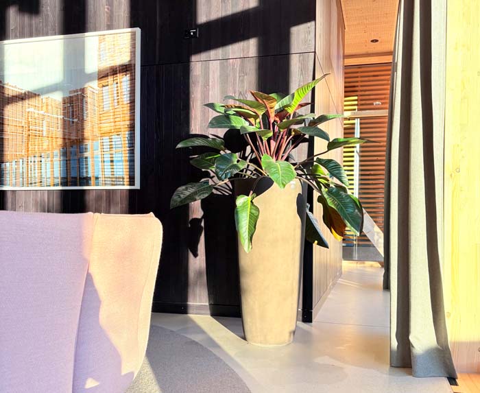 Blumer-Lehmann AG Gossau - Philodendron