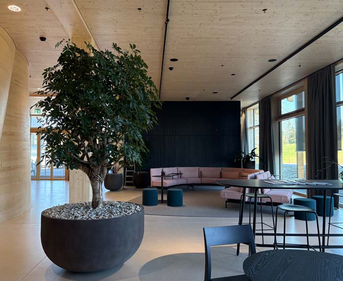 Blumer Lehmann - Schefflera Strahlenaralie in Cosapot Gefäss