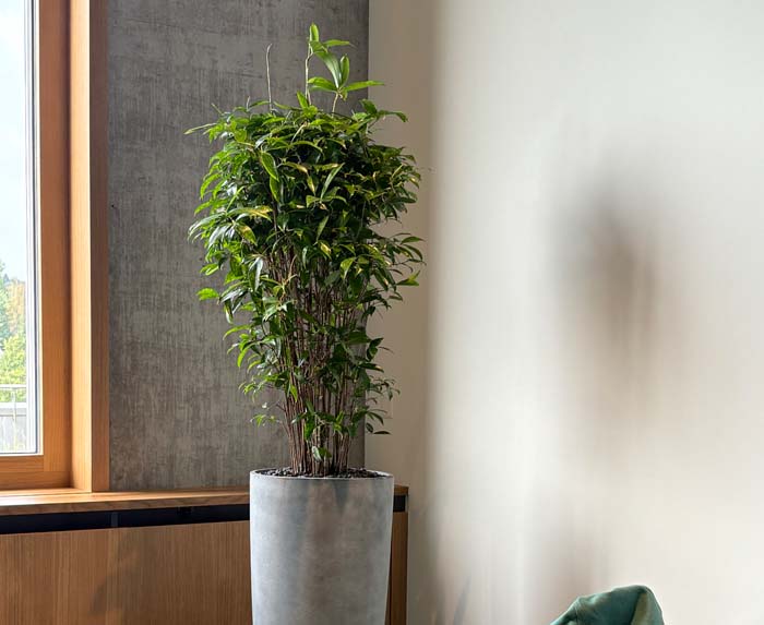 Mosterei Möhl AG Arbon - Dracaena surculosa - ein Klassiker