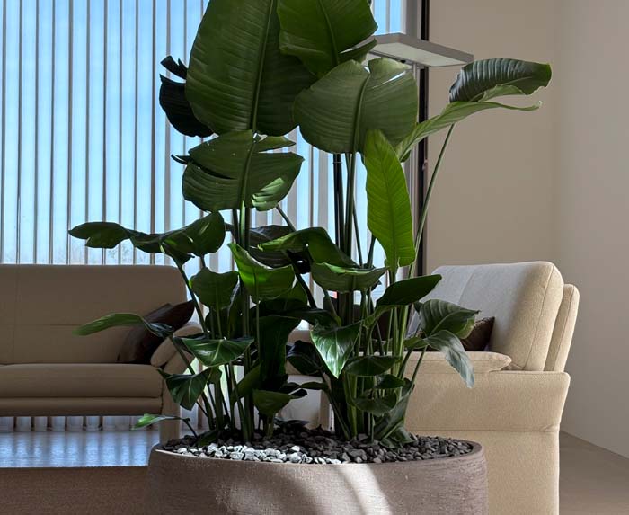Strelitzia - WOW-Effekt garantiert!