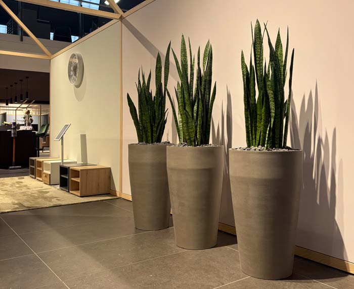 Bettenhaus Thönig - Sansevieria in Ecopot Recycling Gefässen