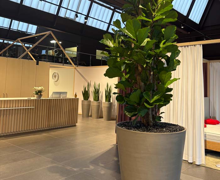 Geigenfeige - imposant und elegant