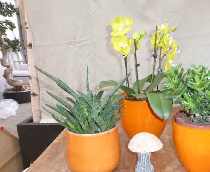 Keramik - Passend zu den Pflanzen finden Sie auch Töpfe dazu bei uns