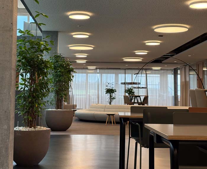 Ein Klassiker - Drachenbaum Dracaena surculosa geht immer