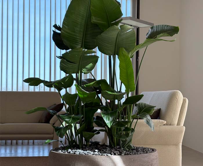 Strelitzia - WOW-Effekt garantiert!