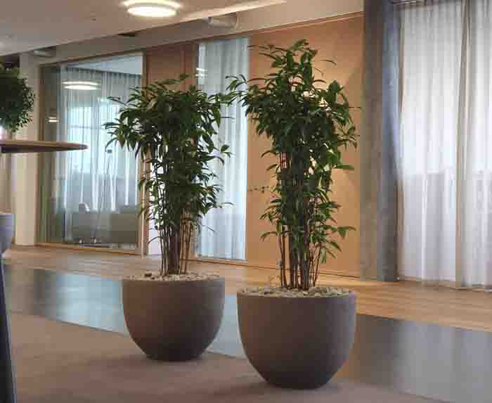 Regloplas - Die zwei Dracaena Surculosa im Atelier Vierkant dienen als grüner Raumtrenner im Büro