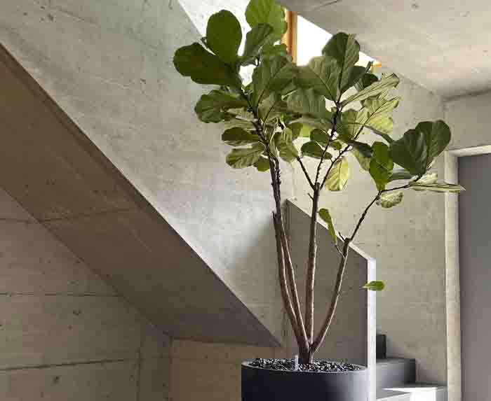 Ficus lyrata - Bringt mit Farbe in den modernen Bau