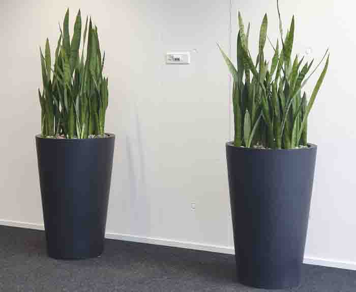 Gema - Die  Sansevieria bringen Farbe vor die weisse Wand