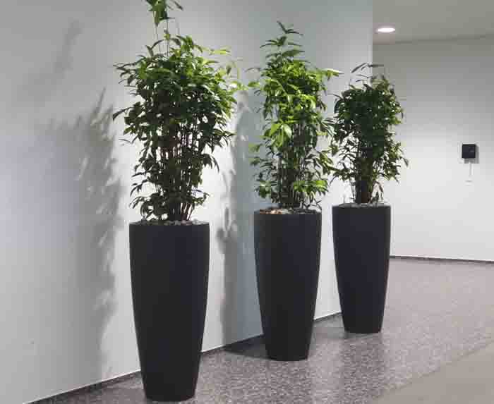 Gema - In den hohen PotteryPots Vasen brechen die Dracaena surculosa die grosse weisse Wand