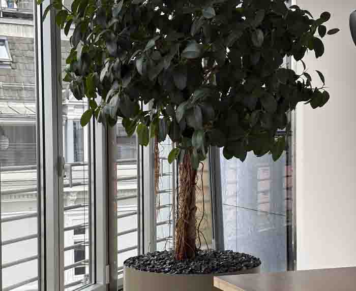 St. Galler Kantonalbank - Der grosse Ficus hat in der Kantine seinen passenden Platz gefunden