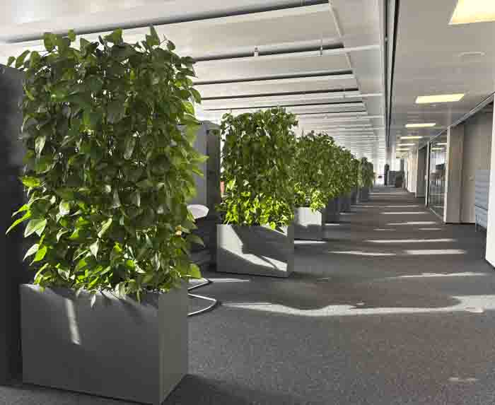 RAV St. Gallen - Grüner Raumtrenner elegant mit Stielgefäss nach Mass