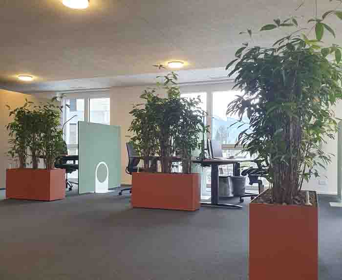 RAV Heerbrugg - Durch die Pflanzen wird die Lautstärke im Grossraumbüro reduziert
