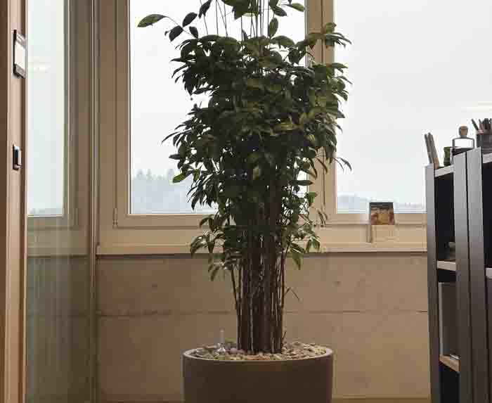 Regloplas - Schlicht aber trotzdem der Eyecatcher vor dem Büro, die Dracaena in Ihrem AtelierVierkant Topf