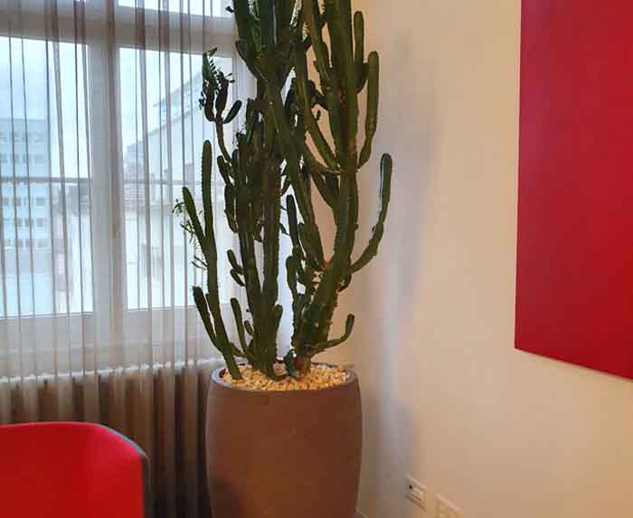 J&K Rechtsanwälte - modisch und elegant präsentiert sich dieses Atelier Vierkant Gefäss mit Euphorbia