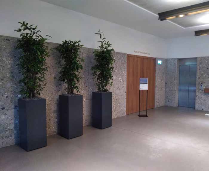 Naturmuseum St. Gallen - Eingangsbereich mit Dracaena surculosa in Stiel Trend Gefässen
