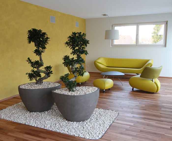 Integrierter Raumteiler - Ateliervierkant HK60 mit Ficus microcarpa Bonsai