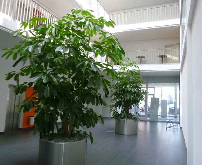 Bürogebäude - Atriumhalle mit Schefflera actinophylla (400cm). Begrünungen bis 12m sind möglich