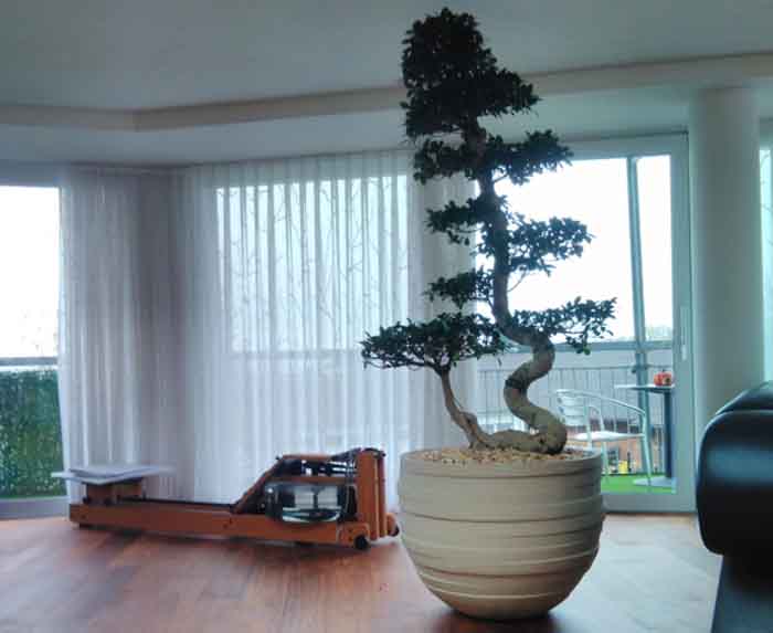 Zimmerbonsai - Ein Blickfang, Ficus microcarpa Bonsai im Ateliervierkant UF80