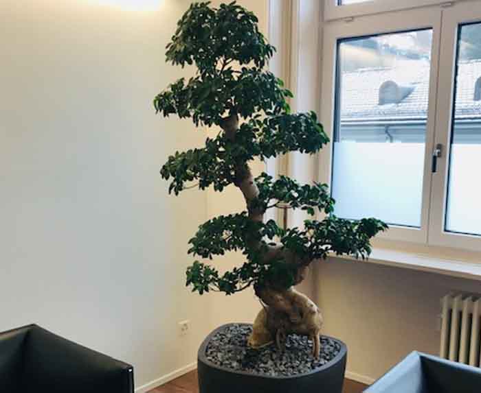 Bank CIC - Ficus ginseng Bonsai, ein Unikat