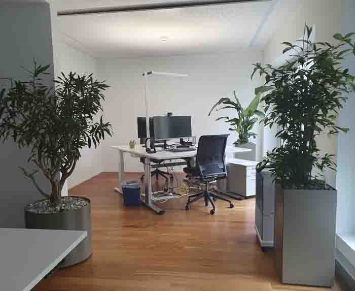 Grossraumbüro - Die Pflanzen bringen Farbe in das Büro und wirken beruhigend bei der Arbeit