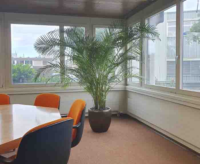Fatzer AG - Die grosse Areca Palme füllt die Ecke des Sitzungszimmer grosszügig aus