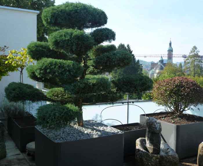 Juniperus media hetzii Bonsai - Pflegeleicht und anspruchslos im Eternitgefäss