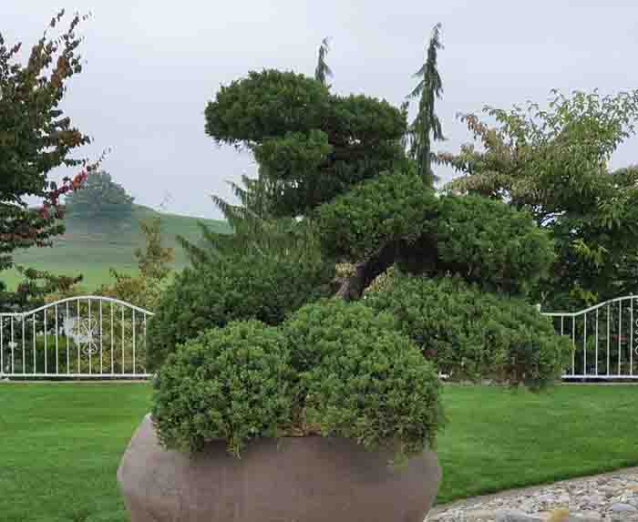 Juniperus chinensis Bonsai - Ein echter Japaner
