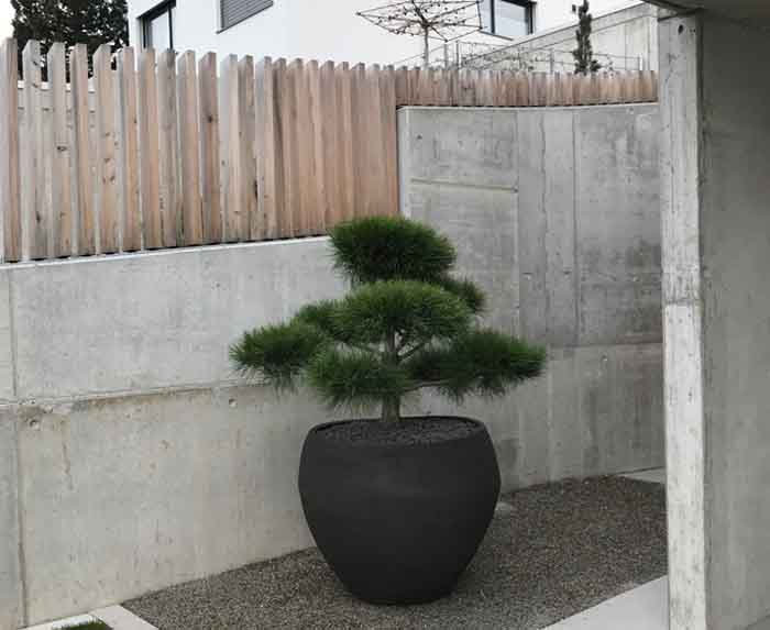 Wahre Kunst - Pinus sylvestris Bonsai in Ateliervierkant Handmade Tongefäss