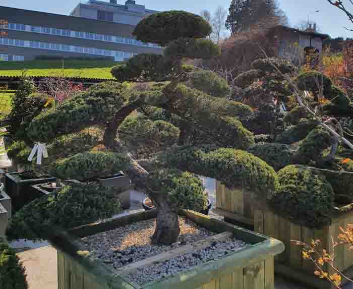 Juniperus chinensis Bonsai - Wacholder Bonsai, einzigartig schön
