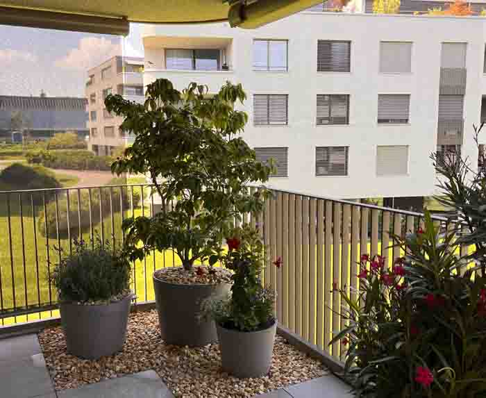 Blüten - Die Dipladenia und der Oleander messen sich an Ihrem roten Blüten