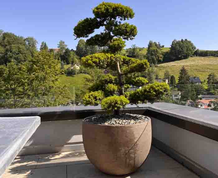 Eindrucksvoll - Wirkt der Taxus in Bonsai Form im AtelierVierkant