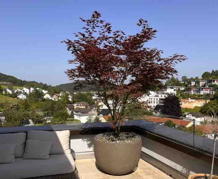 Elegant - Wirkt der Ahorn neben der Lounge