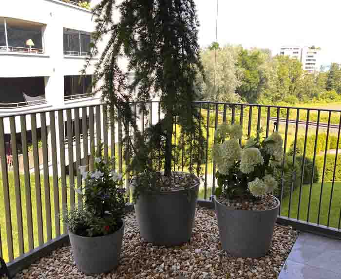 Wirkungsvoll - ist die kleine dreier Gruppe im Kiesbeet