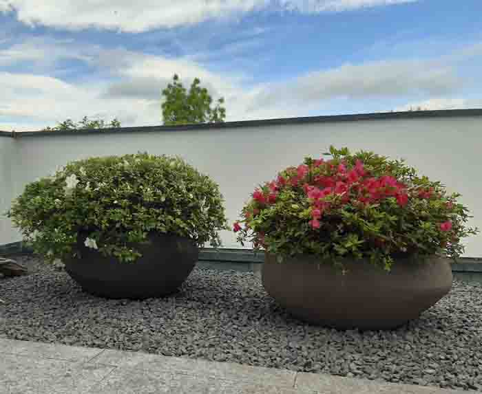 Terrasse 20 nachher - Formvollendet, zwei echte Prachtstücke auf der Terrasse