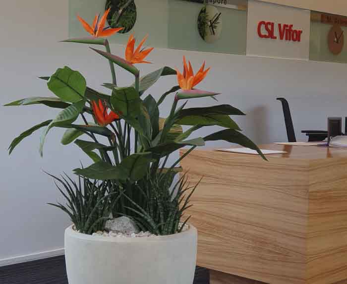 CSL Vifor - Strelitzie die niemals verblüht