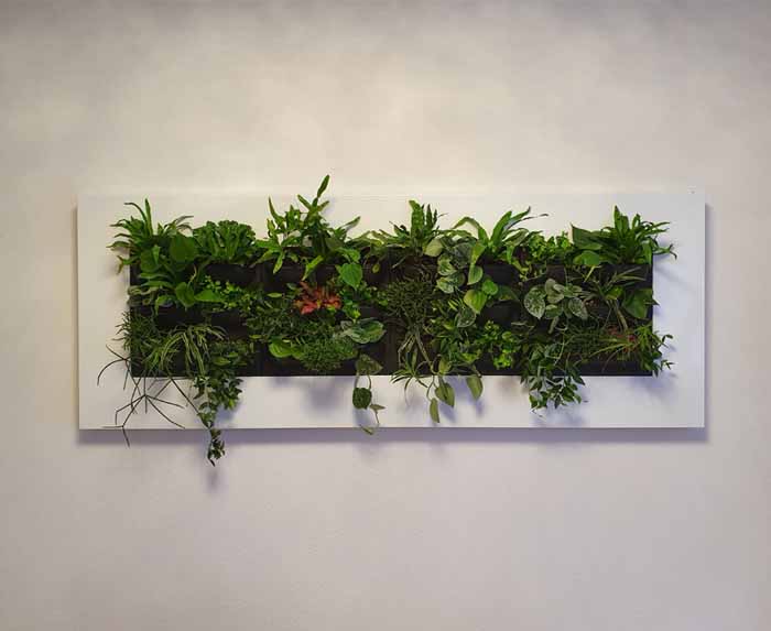 Pflanzenbild - Belebte Wände mit Livepictures